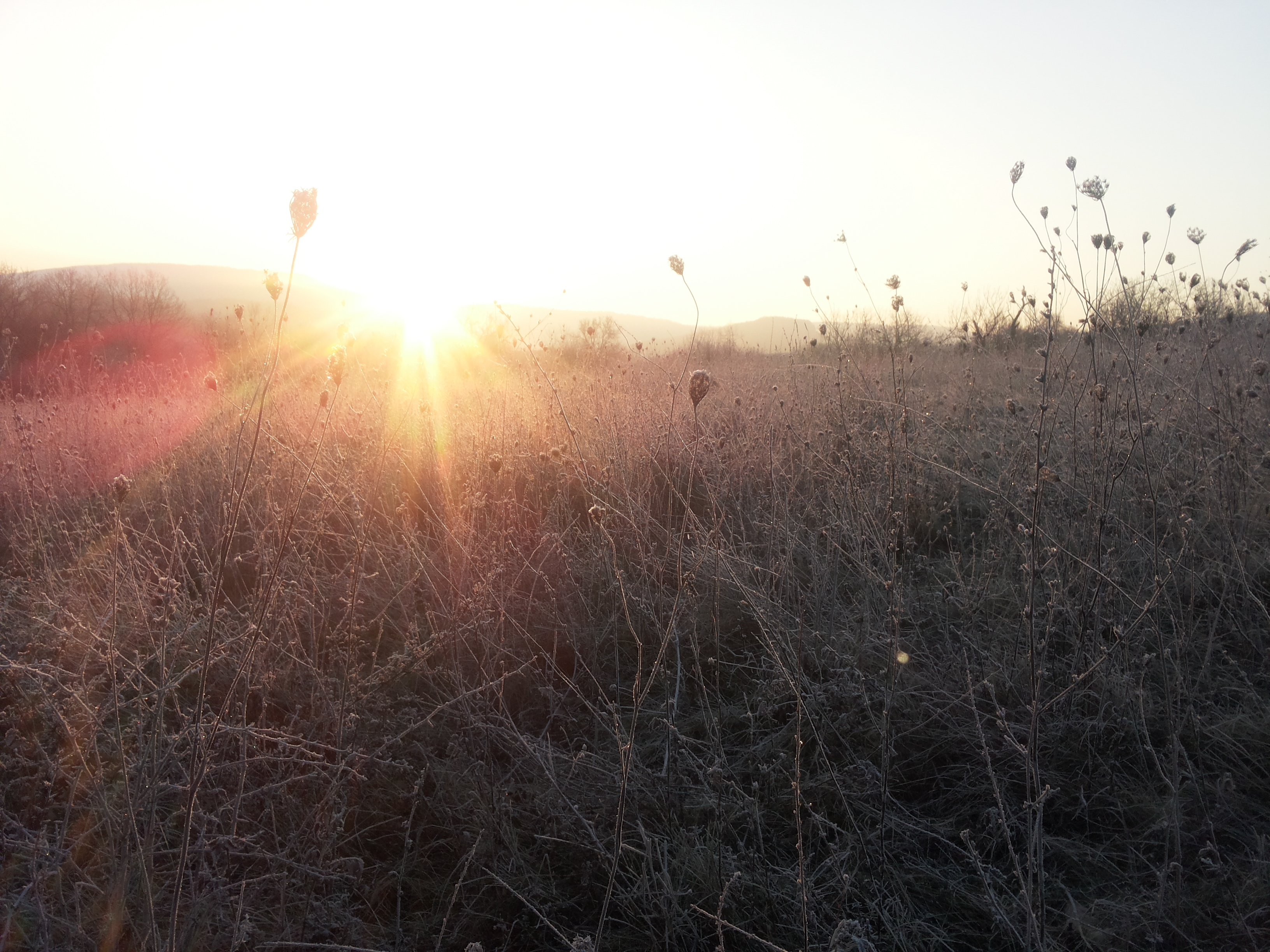 meadow