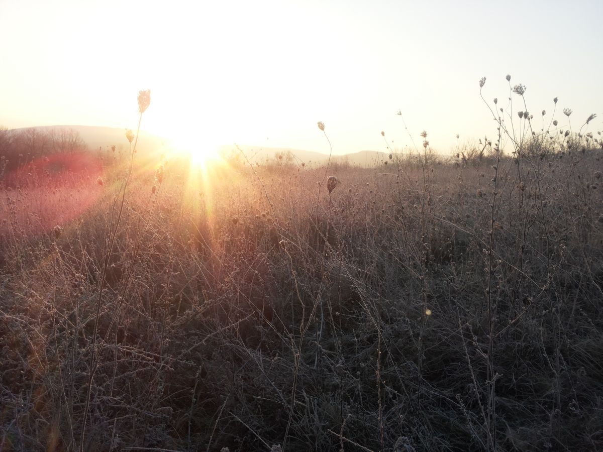 meadow
