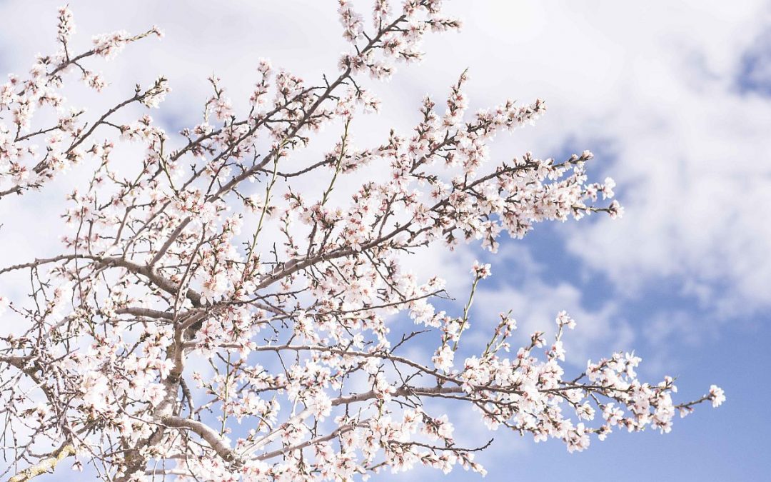 Spring Blossom