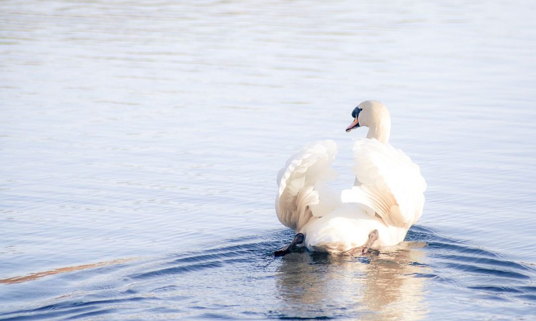 Swan Magic