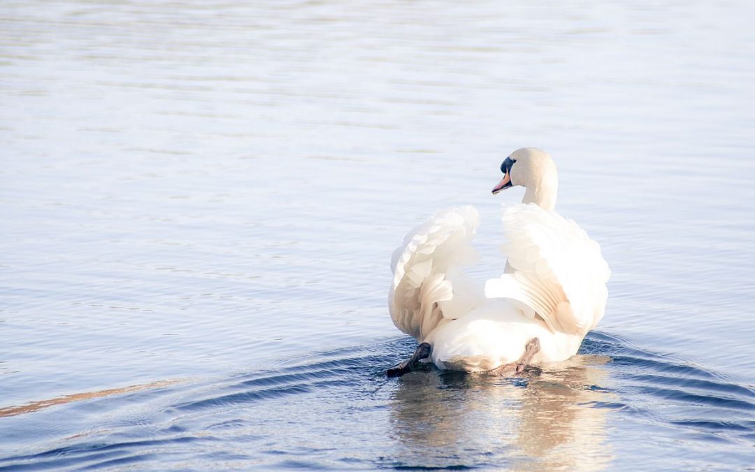 Swan Magic