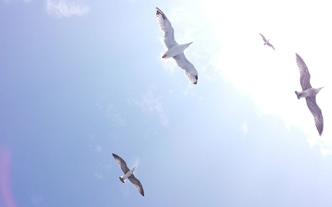 Soaring Birds